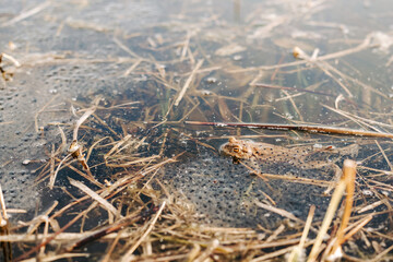 Frog peeking above pond surface – amphibian awareness, wetland wildlife, and quiet nature observation