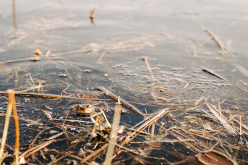 European frog mating in natural pond – amphibian reproduction, spring behavior, and wetland...