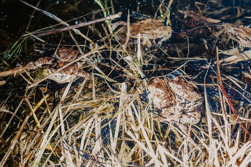 Toads mating in pond – amphibian reproduction, European wildlife, and seasonal nature cycle