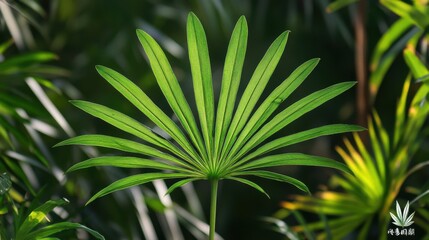 Fototapeta premium Lush Palmetto Leaves. Vibrant Green Plant Embracing Nature's Essence with Herbal Touch