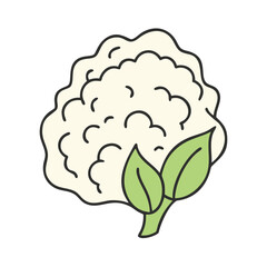 Isolated cauliflower vegetable drawing vector illustration healthy organic food nutrition