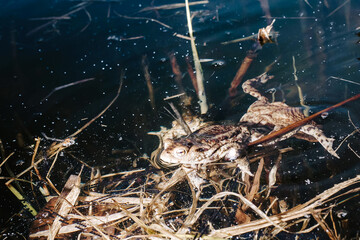 Toads mating in pond – amphibian reproduction, European wildlife, and seasonal nature cycle