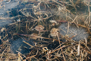 Underwater frogs mating in pond – amphibian reproduction, wildlife biology, and aquatic nature