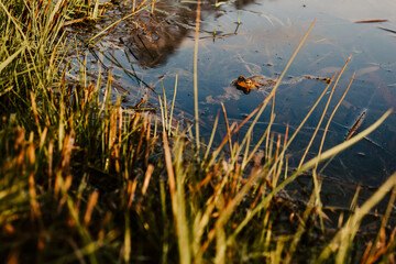 Frog peeking above pond surface – amphibian awareness, wetland wildlife, and quiet nature observation