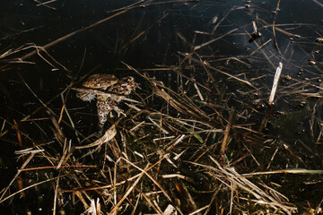 Underwater frogs mating in pond – amphibian reproduction, wildlife biology, and aquatic nature