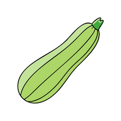 Illustration of a fresh green zucchini squash vegetable for healthy eating and cooking recipes