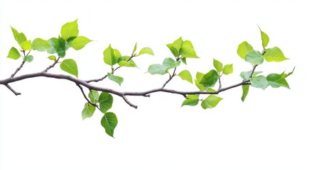 Obraz premium Fresh Camphor Branch with Lush Green Leaves Isolated on a White Background for Herbal and Medicinal Uses