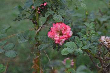 Beautiful pink white rose flower closeup in garden, A very beautiful pink white yellow rose flower bloomed on the rose tree, Rose flower closeup, bloom flowers, Natural spring flower floral background