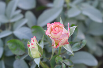Beautiful pink white rose flower closeup in garden, A very beautiful pink white yellow rose flower bloomed on the rose tree, Rose flower closeup, bloom flowers, Natural spring flower floral background