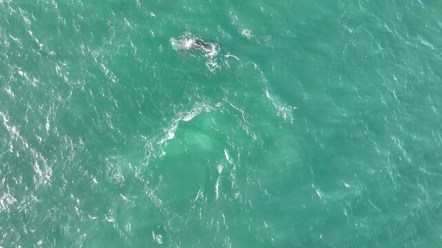 Baleia Franca, a Brazilian whale with her call in Florianopolis, Brazil. Right whales swimming near the coast of Florianopolis with their calves.