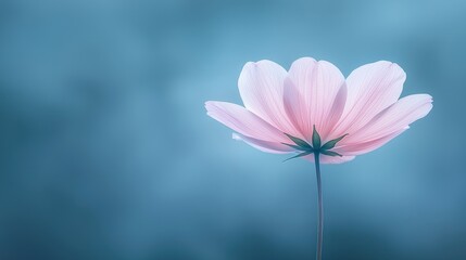 Fototapeta premium A pink flower with green leaves against a blue background.