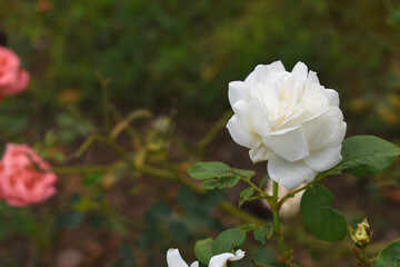 Beautiful white rose flower closeup in garden, A very beautiful white rose flower bloomed on the rose tree, Rose flower closeup, bloom flowers, Natural spring flower, Natural floral background,