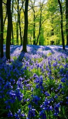 Dense carpet of bluebells in dappled sunlight, Wepham Woods, trees, natural