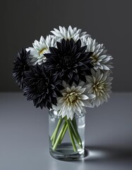 Fototapeta premium Elegant black and grey dahlias in a clear glass vase, monochrome, stock photo, black and grey