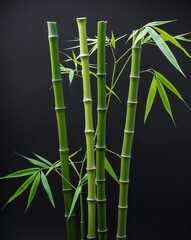 Naklejka premium Bamboo Shoot portrait view on plain black background