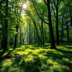 Fototapeta premium Sun-dappled forest glade, lush green carpet, dappled light, still, plants