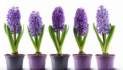 Fototapeta premium purple hyacinth in garden pots on white
