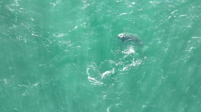 Baleia Franca, a Brazilian whale with her call in Florianopolis, Brazil. Right whales swimming near the coast of Florianopolis with their calves.
