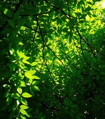 Obraz premium Intricate network of vibrant green leaves, sunlight dappled , summer, pattern