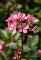 Obraz premium Pink Adenium obesum blossoms in sharp focus, vibrant green foliage blurred background, botany, plant life