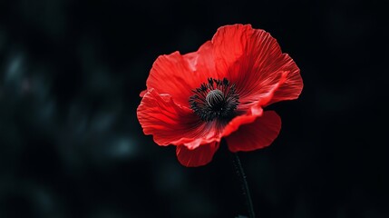 Closeup red poppy flower photography on black background single bloom remembrance day wallpaper art print 