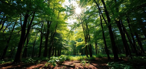 Obraz premium Sun-dappled forest glade, lush green canopy, peaceful forest floor, wild, woodland, mossy