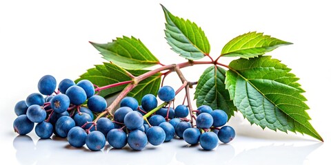 Obraz premium Wild Grape Berries: Close-up Macro Photography of Small Blue Berries and Green Leaves Isolated on White