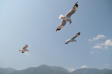 seagull flying in the blue sky