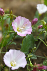 Field bindweed or Convolvulus arvensis or European bindweed or Creeping Jenny with open flowers surrounded with dense green leaves, closeup of Field bindweed flower