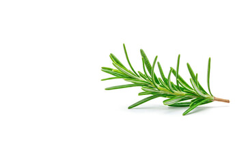 Fototapeta premium A sprig of rosemary on a white background. Space for text.