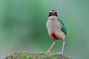 multiple colors bird straight looking while perching on mossy hill, fairy pitta, pitta nympha