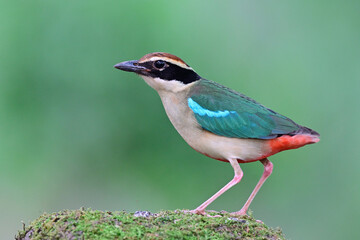 colorful bird expose side view while perching on mossy hill, fairy pitta, pitta nympha