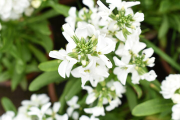 White Hoary Stock, White Hoary Stock or Matthiola Incana is a member of the Brassicaceae family of flowering plants. It's also commonly known as Brompton Stock, Common Stock, White flower in garden