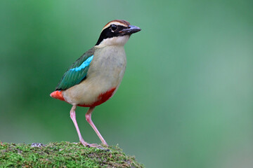 beautiful bird showing up on mossy dirt in late evening with soft lighting enviroment, fairy pitta