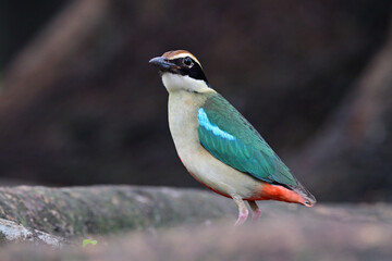 beautiful bird foraging in early morning near tree roots during its passage through central Thailand