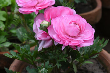 Beautiful Pink ranunculus flower growing in an outdoor flower garden. ranunculus flower closeup, Pink blooming flower, Closeup shot of a beautiful blossoming ranunculus in field