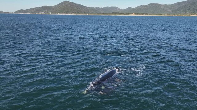 Baleia Franca, a Brazilian whale with her call in Florianopolis, Brazil. Right whales swimming near the coast of Florianopolis with their calves.