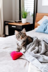 Fluffy cat relaxing on bed with pink heart and gray blanket in cozy bedroom
