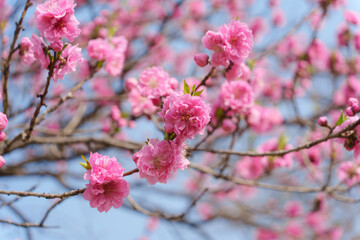 Cherry blossom sakura during spring in Japan