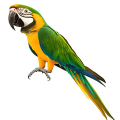 Fototapeta premium Colorful parrot perched on a branch with lush green foliage in the background showcasing its vibrant plumage isolated on a white background.