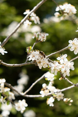 Bee sitting on blossom of a hawthorn tree and petal