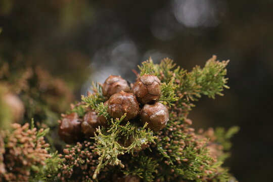 particolare di un albero di cipresso