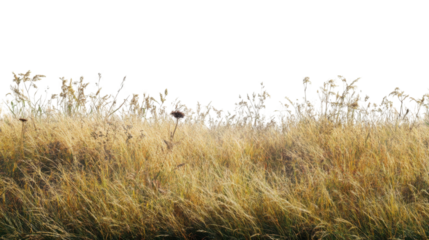 Golden Grassland: A picturesque scene of a golden grassland extending to the horizon, showcasing a variety of grasses and wildflowers, under a clear sky.