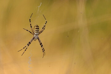 un ragno vespa in estate