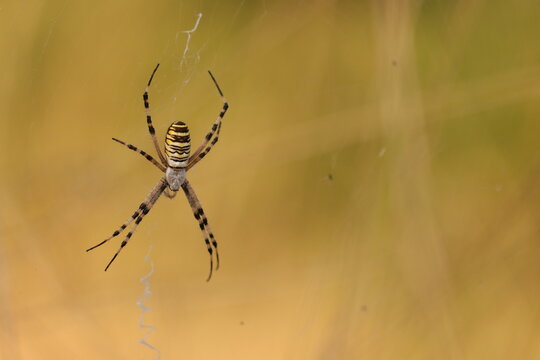 un ragno vespa in estate