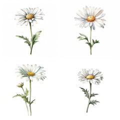 Four detailed watercolor illustrations of white daisies.