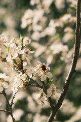 Bee sitting on blossom of a Hawthorn tree with the sky in the back