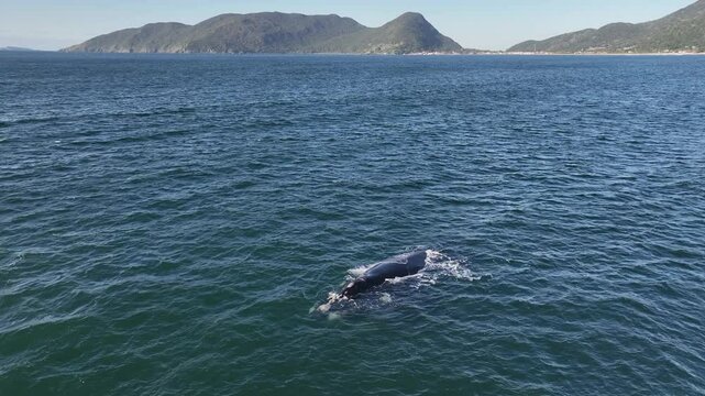 Baleia Franca, a Brazilian whale with her call in Florianopolis, Brazil. Right whales swimming near the coast of Florianopolis with their calves.