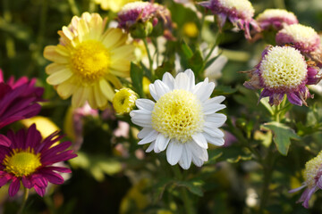 Fototapeta premium Beautiful white chrysanthemum flowers closeup in the winter garden, Closeup of Chrysanthemum flower, Field of the white Chrysanthemum, Beautiful white flower blooming in nature.