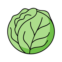 Fresh green cabbage head vector illustration healthy eating concept organic farm product diet food